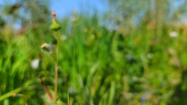 Macro Shot of Dandelion being blown in super slow motion. white dandelion blossom gets blown away by the spring wind. Beautiful shot of fluffy white seeds flying into the distance. Closeup slow motion