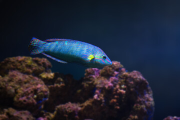 Fototapeta na wymiar Tail-spot Wrasse (Halichoeres melanurus) - Marine fish
