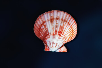 Red Scallop Shell (Mimachlamys crassicostata) - Seashell - obrazy, fototapety, plakaty