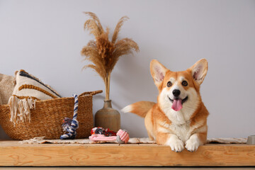 Cute Corgi dog with different pet accessories lying at home