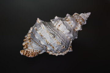 Giant Frog shell (Tutufa bubo) - Seashell