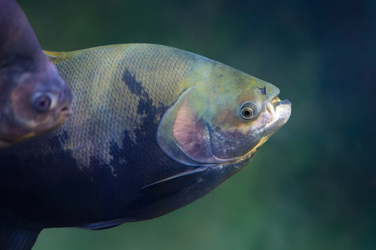 Tambaqui (Colossoma macropomum) - Freshwater fish
