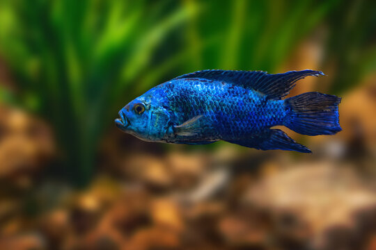 Jack Dempsey (Rocio octofasciata) - Freshwater fish