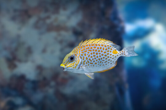 Orange-spotted Spinefoot (Siganus guttatus) or Gold-saddle Rabbitfish - Marine fish