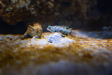 Picturesque Dragonet (Synchiropus picturatus) - Marine fish