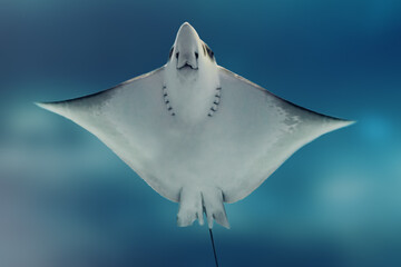 Spotted Eagle Ray (Aetobatus narinari) © diegograndi