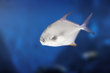 Snubnose Pompano (Trachinotus blochii) - Marine fish