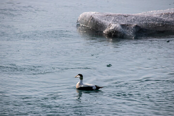 ducks on a glacial lake in iceland next to melting glacier floes climate crisis 