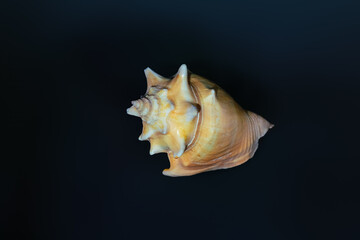 Florida Fighting Conch shell (Strombus alatus) - Seashell