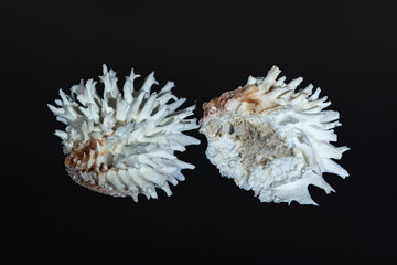 Spiny Oyster shell interior (Spondylus sp.) - Seashell