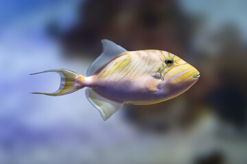 Queen Triggerfish (Balistes vetula) - Marine fish