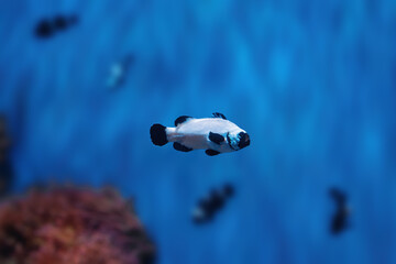 Black Frostbite Ocellaris Clownfish (Amphiprion ocellaris) - Aquarium fish