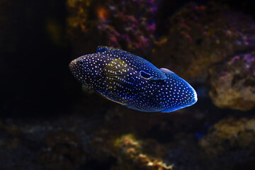 Naklejka na ściany i meble Comet (Calloplesiops altivelis) - Marine fish