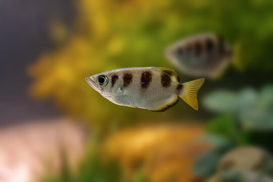 Banded Archerfish (Toxotes jaculatrix) - Marine fish