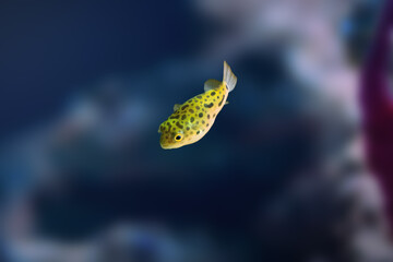 Green Spotted Puffer (Dichotomyctere nigroviridis) - Freshwater fish