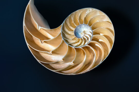 Emperor Nautilus shell Interior (Nautilus Pompilius) - Seashell