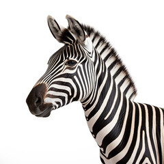 photo of a zebra on a white background сreated with Generative Ai