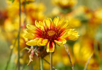 Wildflower Morning Close-up. Low angle shot of Sundance flowers in a meadow.  This flower is also known as Fire Wheel flower, and Indian Blanket flower.

