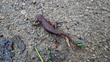lizard on the ground