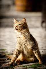 Comic picture of a cat in a rural Pyrenean village