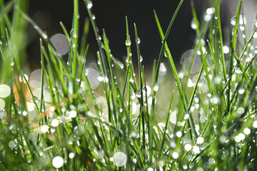 Wet grass from dew or rain sparkling in early morning sunshine