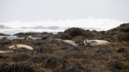 Several seals at a stand by the sea in Iceland