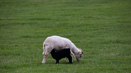 a little black lamb drinks milk from her mother on green a meadow in iceland