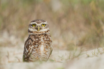 Pretty owl in the field (Athene cunicularia).