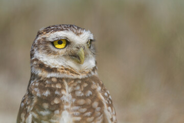 Pretty owl in the field (Athene cunicularia).