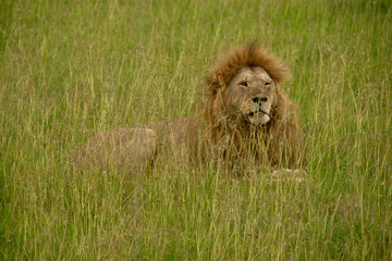 Maasai Mara Lion