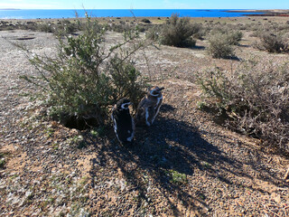 Two young Magellanic penguins near bushes on the Punta Tombo peninsula in the Chubut province, Argentina