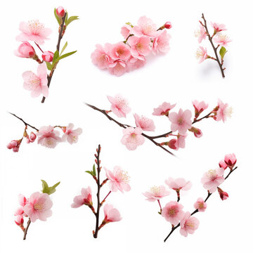 Collection of blooming sakura branches. Cherry blossom set isolated on white background.