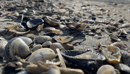 
Close-up of a rocky beach with shells and pebbles
