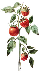 botanical illustration of a tomato