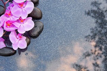 Fototapeta na wymiar Black spa stone and pink orchid flowers on the gray table background.