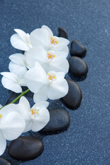 White orchid flowers and black spa stones on the gray background.