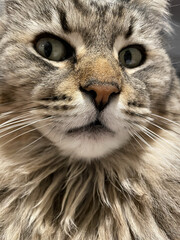 close-up emotional portrait of a cat with an expression of arrogance and superiority on its face