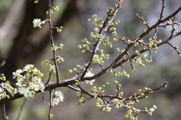 Buds and flowers right on target of March 1st in North Texas