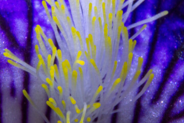 Fotografía macro de lirio o flor de iris