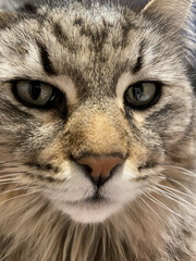 close-up emotional portrait of a cat with an expression of calm contempt on its face