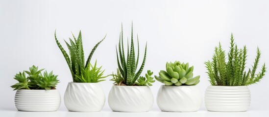 Tropical succulent arrangement in white ceramic pots on a white background Concept of modern cactus decor for home interior - obrazy, fototapety, plakaty