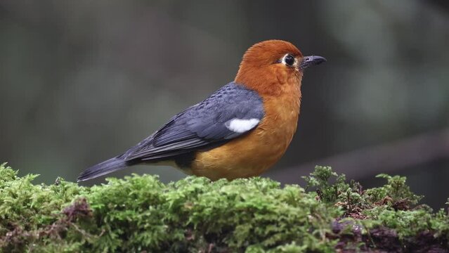 Nature wildlife footage of uncommon resident bird Orange-headed thrush in Sabah, Borneo