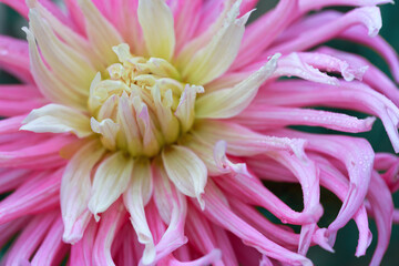 Close-up of beautiful pink dahlia flower,
