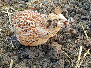 domesticated japanese quail,dispute over the worm