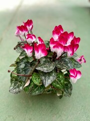 White and pink cyclamen.