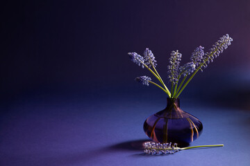 muscari flowers  in glass vase on blue background
