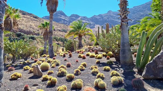 Cactus Forest on Gran Canaria Island