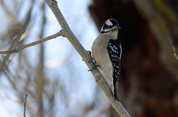 Downy Woodpecker in Tree