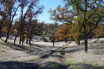 Oak Forest in Fall at Payne's Creek California