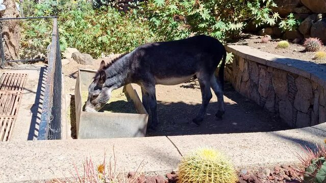 Donkey at a feeding bowl on the island of Gran Canaria.